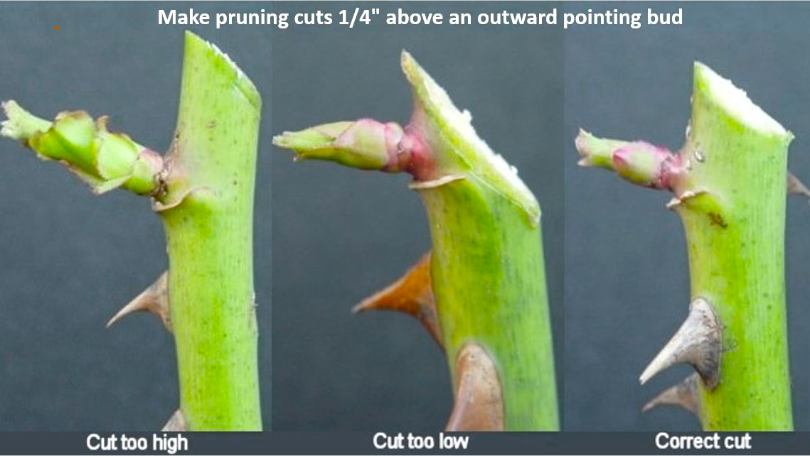 Winter Protection of Roses [fact sheet] Extension